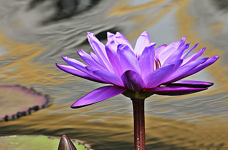purple water lily flower in closeup photo