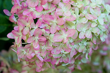 beige and pink petaled flowers
