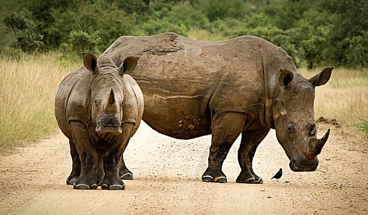 two grey rhinoceros