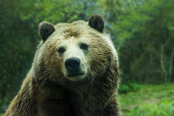 macro shot photography of brown bear
