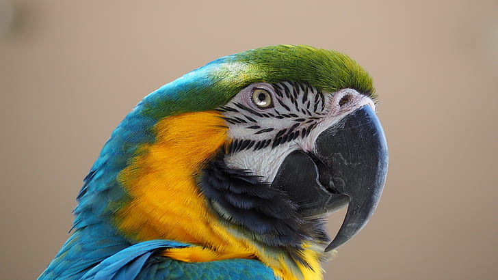 green, blue, and yellow bird