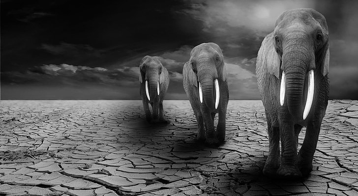 three elephant standing on dry field