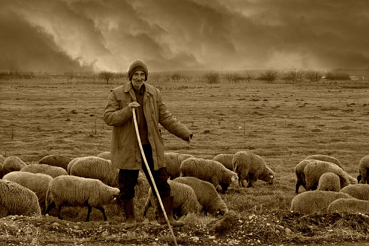 man holding stick surrounded by sheep