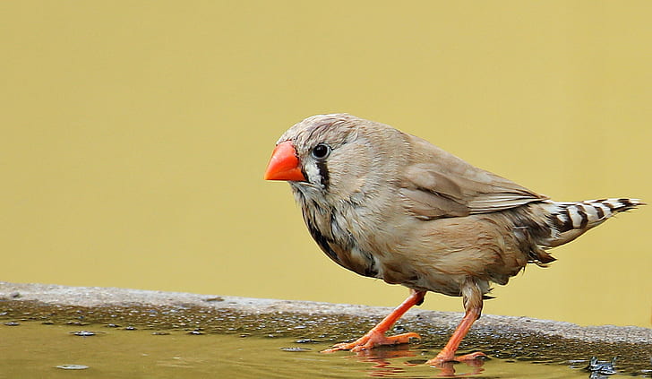 close-up photography of zebra finch