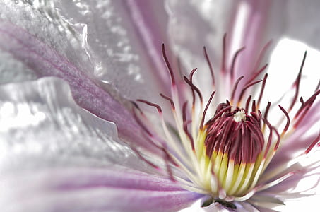 macro photography of white and pink clematis flower