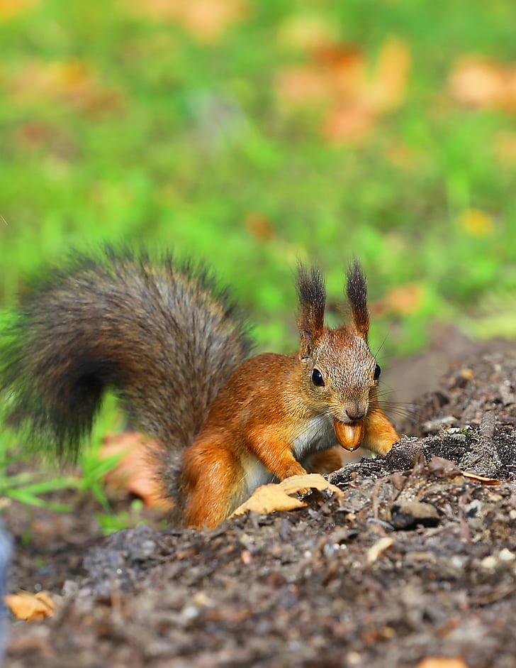 brown squirrel biting nut