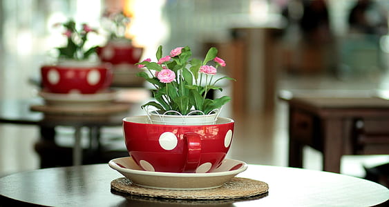 pink petaled flowers on red pot