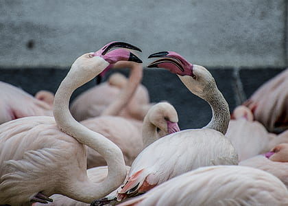 close-up photography of flock of flamingos