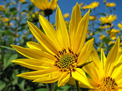 closeup photo of yellow cluster flowers