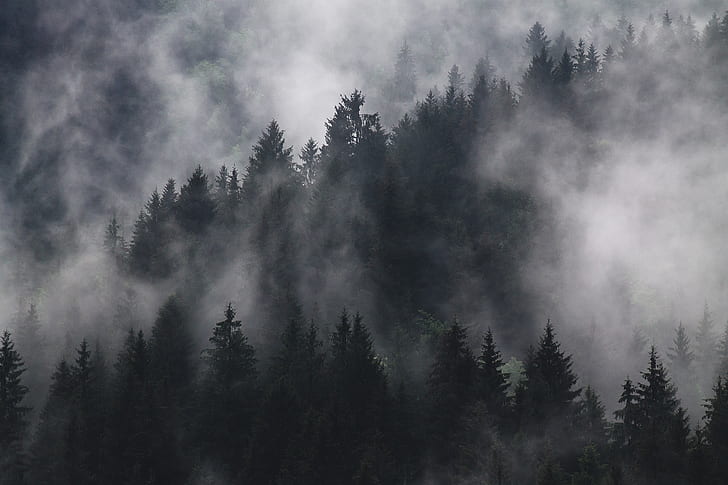 grayscale photography of forest covered by fogs