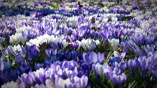 white and purple flower field