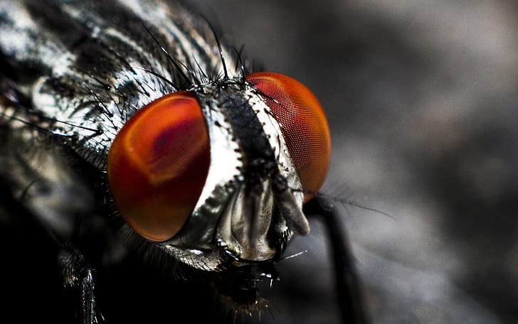 closeup photo of black horsefly