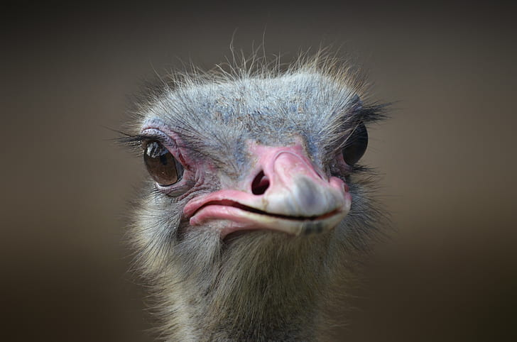 gray ostrich head on focus photo