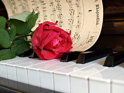 red rose flower with musical notes at piano