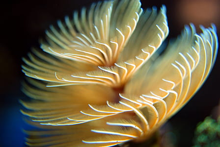 selective focus photography of yellow and white sea anemone