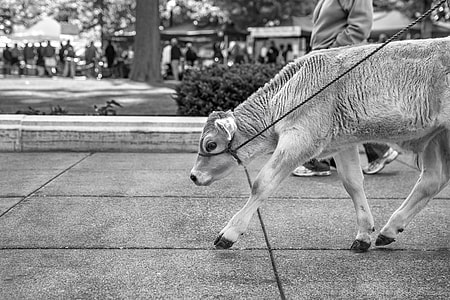 grayscale photography of animal near person wearing gray shirt