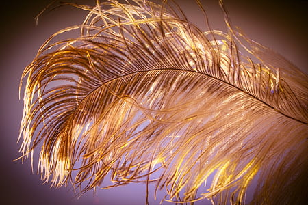 photo of brown feather