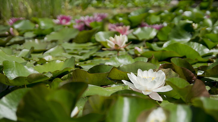 selective focus photography of pink and white water lilies