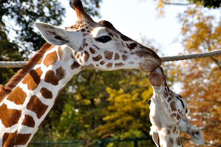 photography of two giraffes