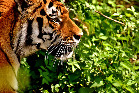 closeup photo of Bengal tiger