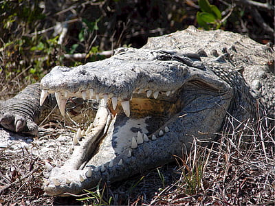 gray crocodile on brown grass