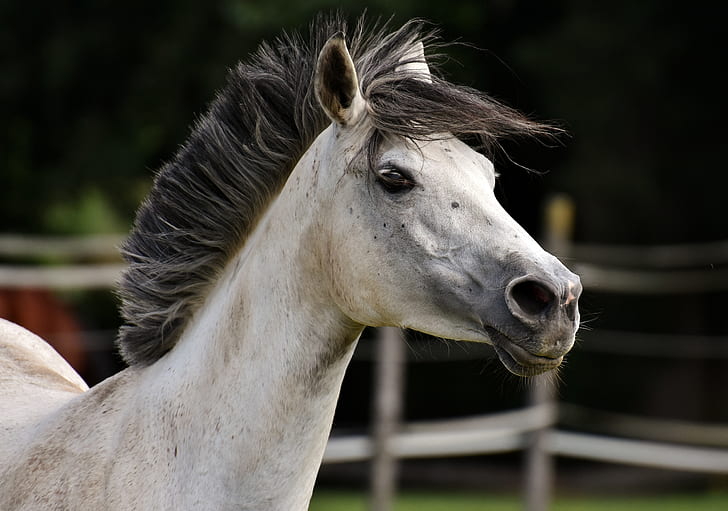 selective focus photography of white horse head