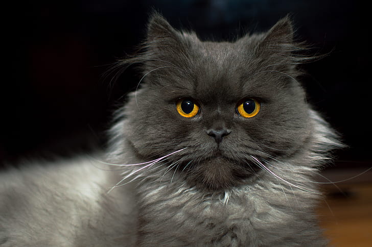 Royalty-Free photo: Gray Persian cat | PickPik