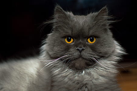 gray Persian cat