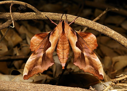 brown moth
