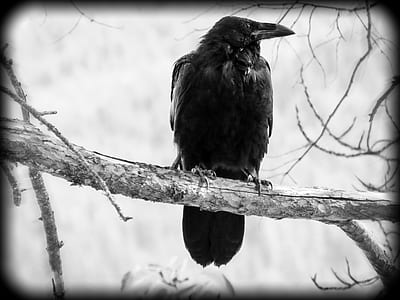 greyscale photography of crow perched on tree branch