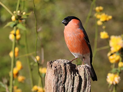 closeup photography of Eurasian bullfinch perched on brown wood post