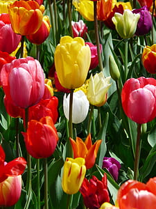 assorted-color tulips