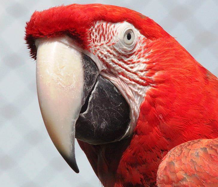 red and white parrot in closeup photography