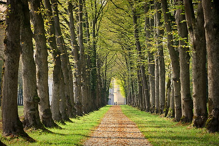 dirt pathway between trees