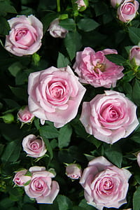 Close Up Photography of Pink Roses Under Sunny Sky