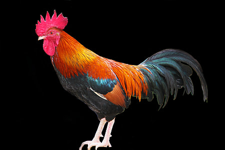 red, black, and orange rooster