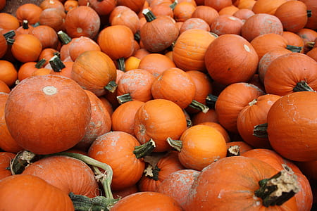 Photography of Pile of Pumpkins