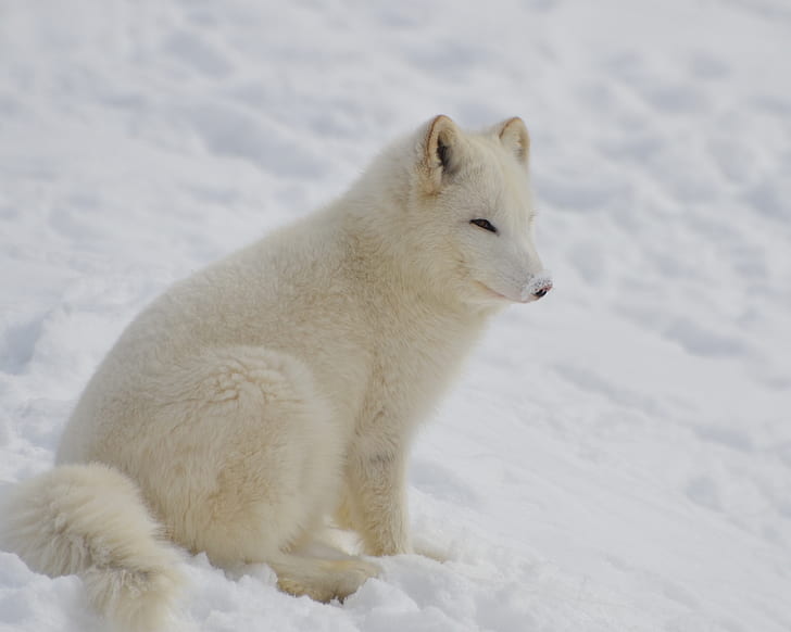 white animal on snow