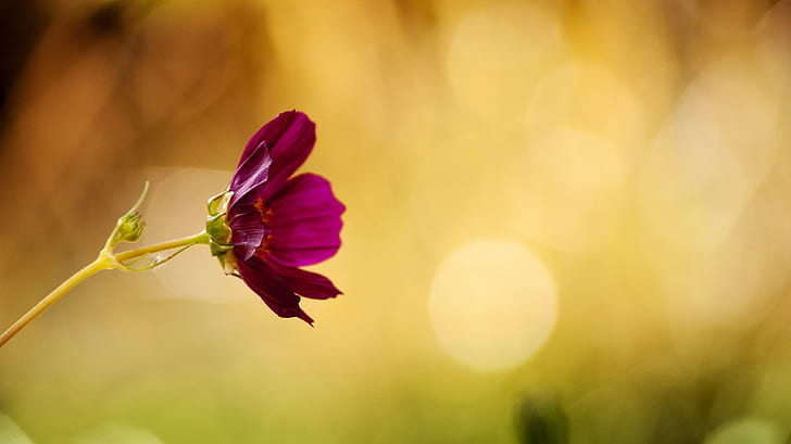 selective focus photography of purple cosmos flower