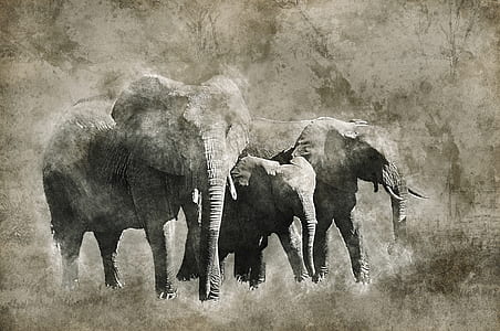 elephants portrait