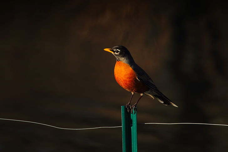 selective focus of brown beaked orange and black bird
