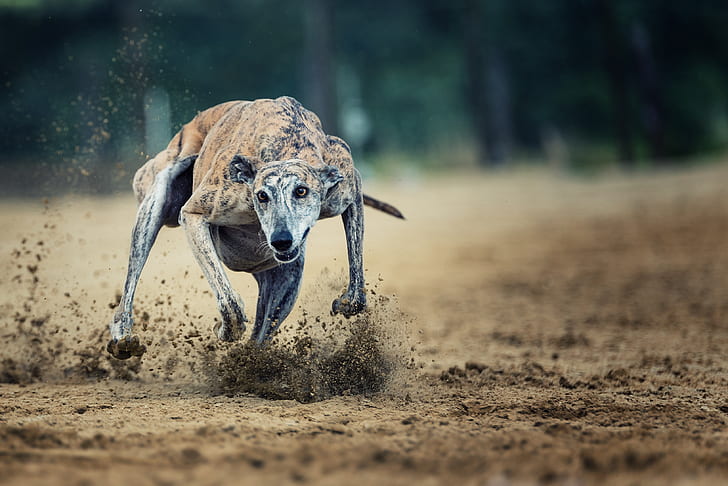 brindle greyhound running on the brown soil during daytime