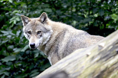 gray wolf surrounded by plants