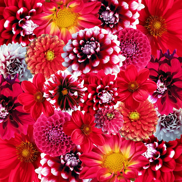 assorted-color dahlia flowers