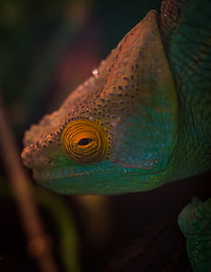 Selective Focus Photography of Chameleon