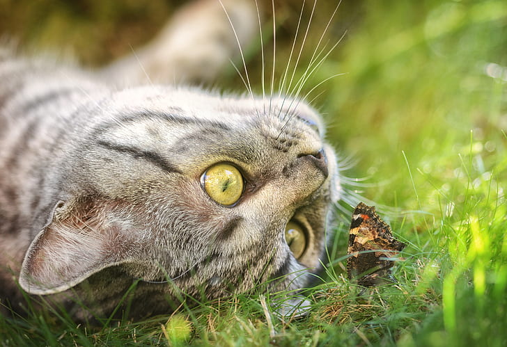 selective focus photography of gray tabby cat beside monarch butterfly