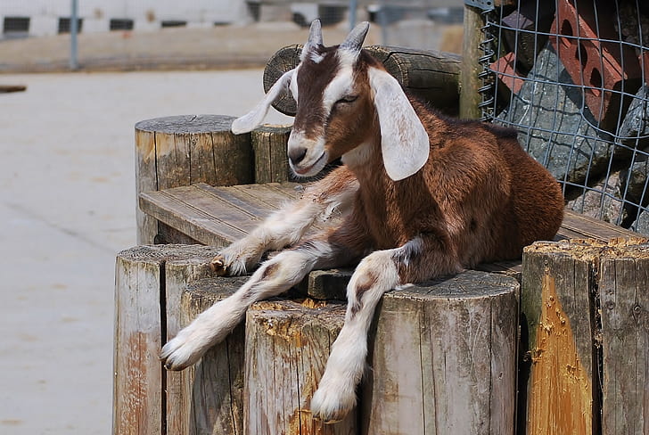 brown and gray goat on the rack during daytime photography