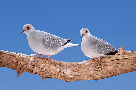 two white birds on brance