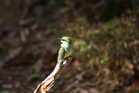 Green Long-beak Bird on Brown Wooden Tree Branch