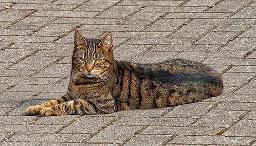 animal photography of brown cat